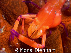 imperator shrimp on seacucumber on the dark sand of Lembe... by Mona Dienhart 